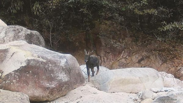 恩卓中盈 宜章县溶家洞国有林场珍稀动物频繁“出镜”