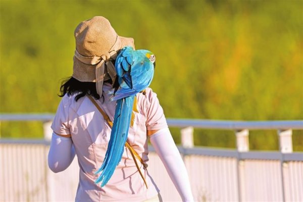 鼎冠策略 合法养鹦鹉先办这张卡 标识卡相当于鹦鹉的“电子身份证”