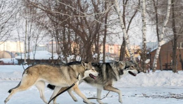 融金牛 为什么狼群不敢攻击有牧羊犬保护的羊群？狼群难道打不过一条狗？